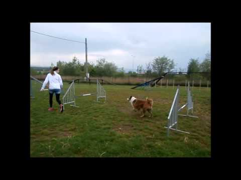 Jessi a Britney na agility