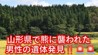 山形県で熊に襲われた男性の遺体発見‼️全国で熊に襲われる被害多発‼️2026年5月6日‼️