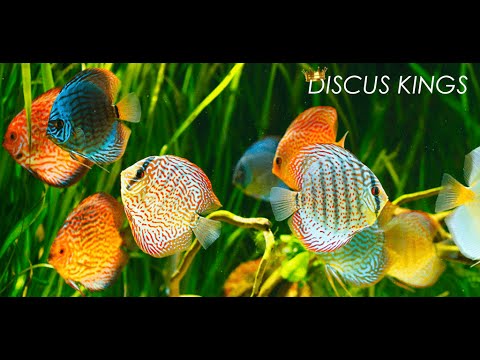 Discus Kings Video