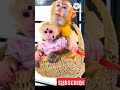 Chinnari Ponnari Banggaru Kanna Shorts Viral Treanding Monkey