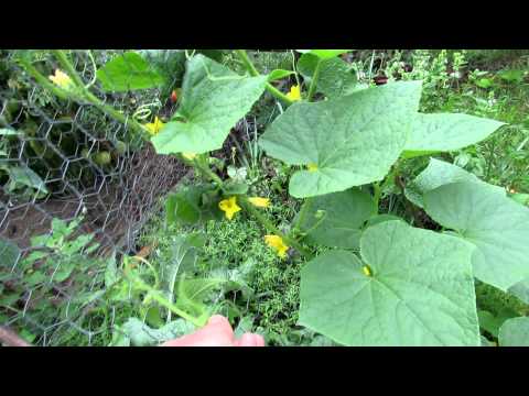 3 Vertical Ways to Grow Cucumbers and Save Space