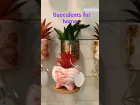 Artificial succulent plants in ceramic pots with plate for h...