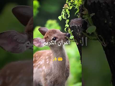 SURAH-A-KAWTHAR#islamicvideo #egzonibrahimi #viral #shorts #ytshorts #quran #islamicvideo #trending