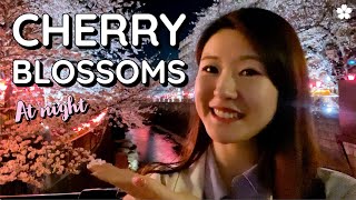 Cherry Blossoms (Sakura) at Night 🌸 Meguro River, Tokyo