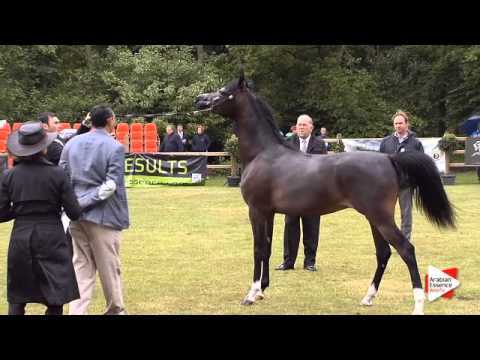 N.146 MARIUS MADONNNA KA - Bruges 2015 International - Colts 2 years old (Class 104)