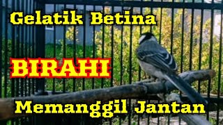 Download lagu Gelatik batu betina birahi memanggil jantan mp3