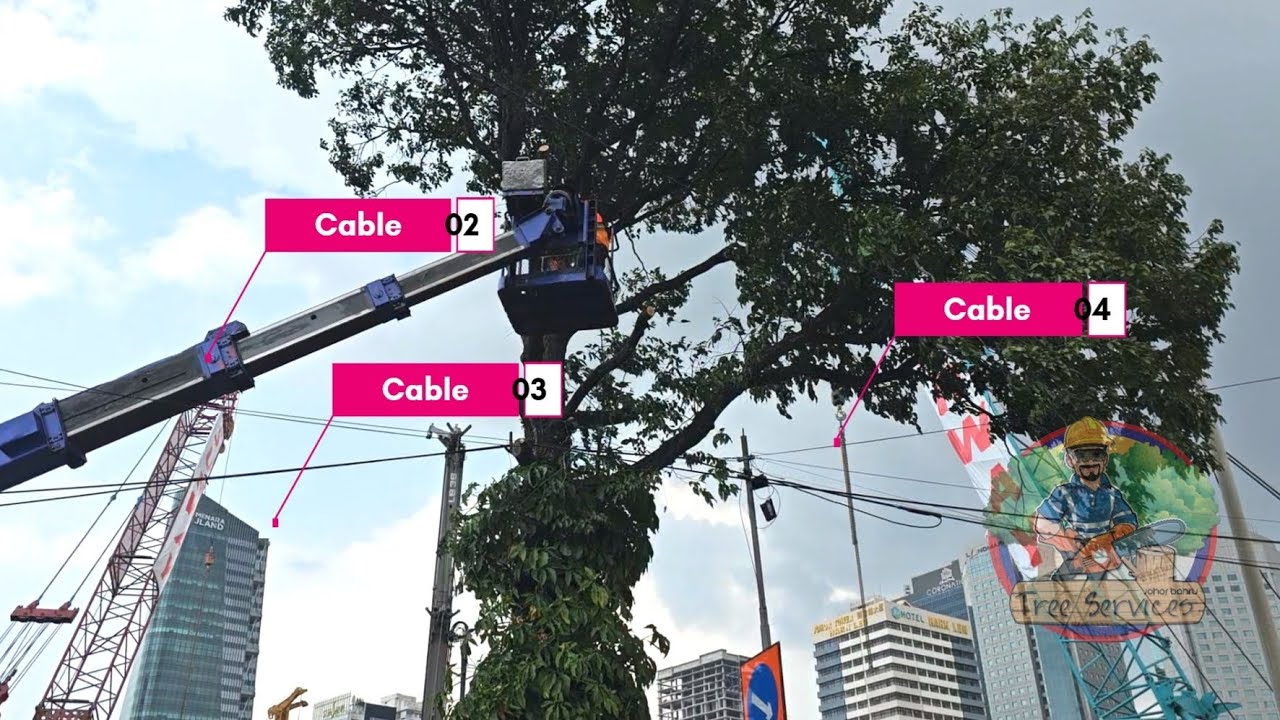 Safe Tree Cutting & Removal Near Power Lines | Expert Guide to Avoid Risks & Damage