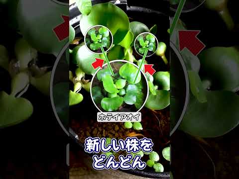 カナダの水草 植物