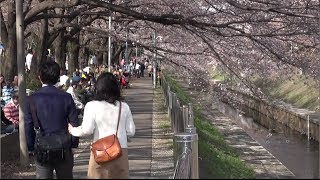 preview picture of video 'Japan Trip 2014 Tokyo Began ! The Cherry Blossom season in Zenpukujigawa-ryokuchi.'
