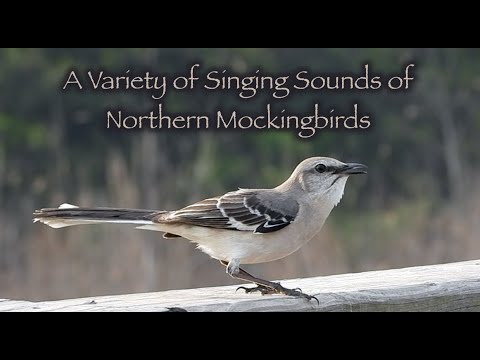 A Variety of Singing Sounds of Northern Mockingbirds ๐ถ