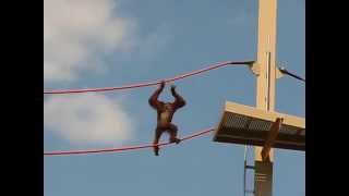 preview picture of video 'Orangutans at the Indianapolis Zoo - May 2014'