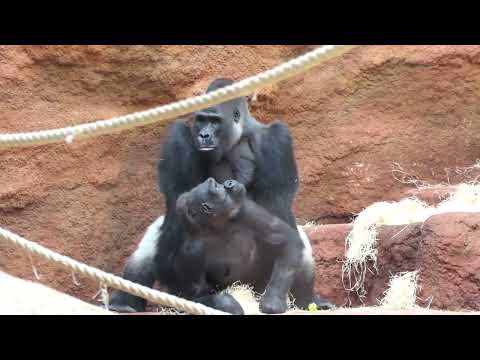 Gorilla Mating Gif