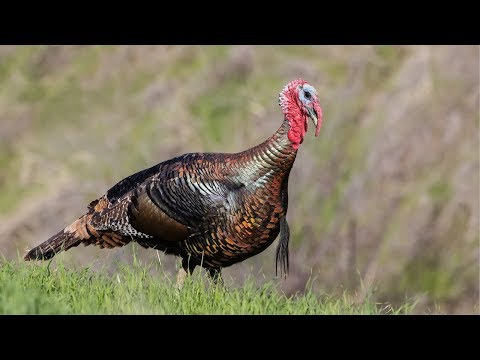 download lagu mp3 mp4 What Is The Red Thing On A Turkey, download lagu What Is The Red Thing On A Turkey gratis, unduh video klip What Is The Red Thing On A Turkey