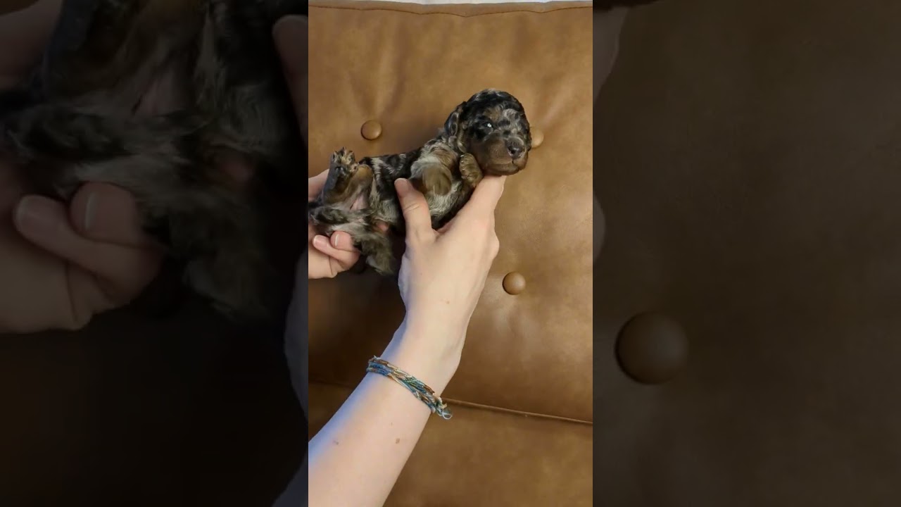 2-Week-Old Baby Mini Australian Mountain Doodles!!
