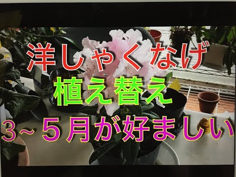 園芸 ツツジとシャクナゲを鉢植えで育てています