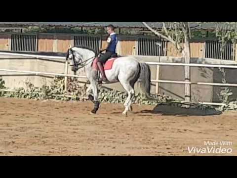 Beautiful psg/grand prix competitive schoolmaster for sale. Super safe noble and kind He stands appr