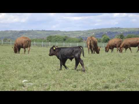 Farma ANGUS goveda u Novom Slankamenu - U nasem ataru 900