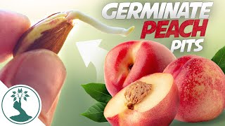 Growing a Peach Tree From Seed - Super Easy! How To Grow Peaches From Pit