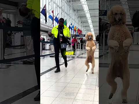 So wird ein Hund zum Internet Star 😂 #shorts