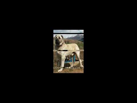 kangal dog #3