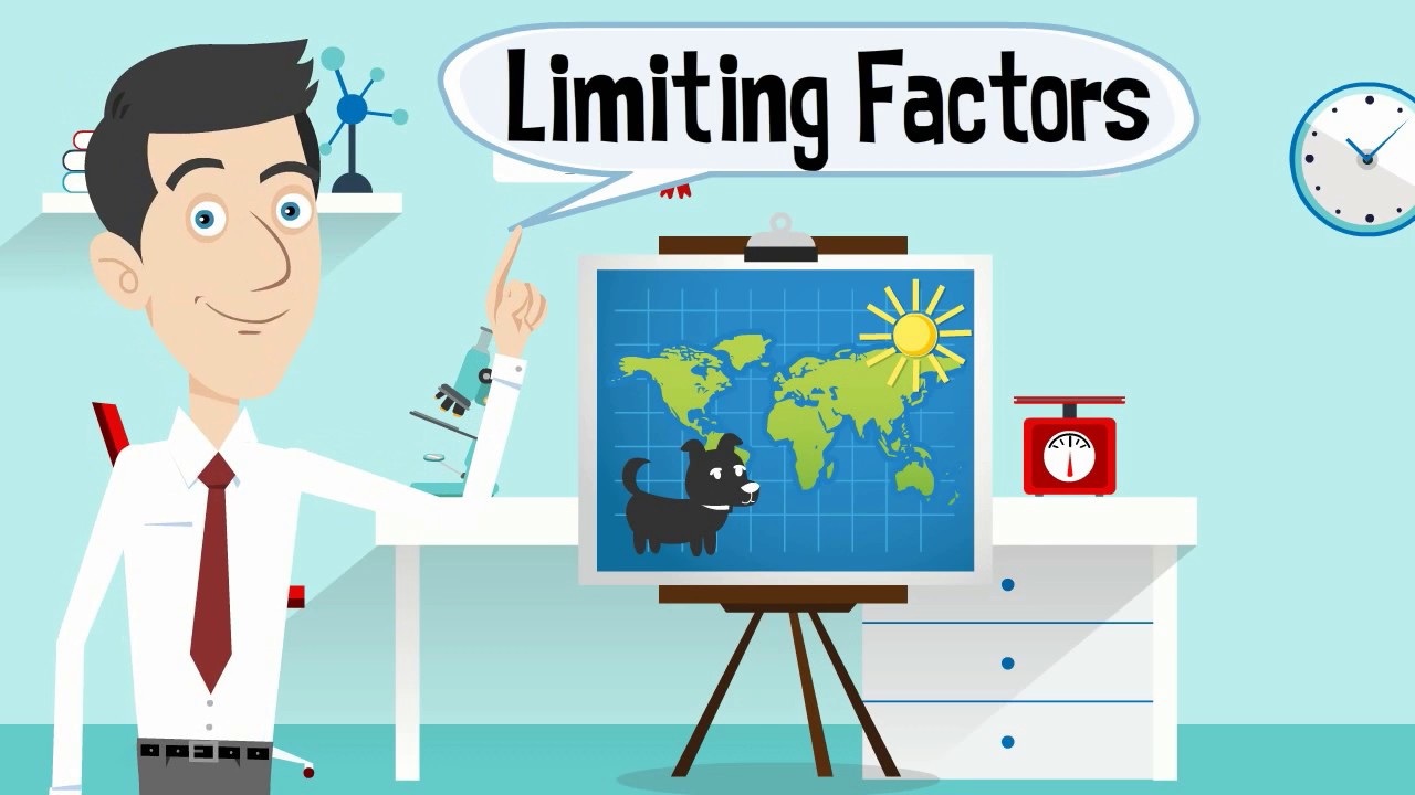 How do limiting factors work in an ecosystem?