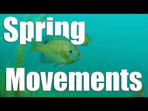 Spring Movements: Walleye, Pike, Bass & Panfish