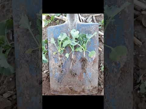 Douglas Northern Cape Canola #canola #northerncape #douglas #southafrica #agriculture #successstory