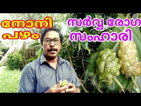 Noni fruit morinda citrifolia നോനി പഴം