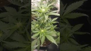 R.Q.S ROYAL HAZE AUTO