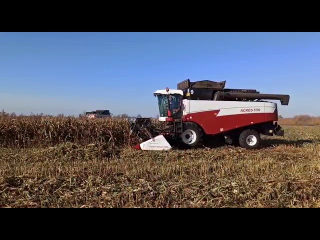 Хозяйства района продолжают уборку кукурузы на зерно