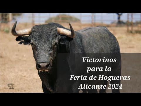Victorinos para Feria Hogueras 2024
