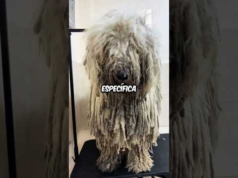 Ya salió el primer perro raza trapeador.