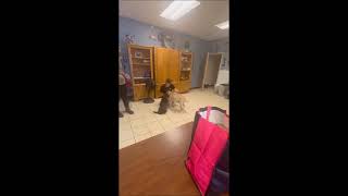 Video preview image #1 Mutt Puppy For Sale in Shelburne, VT, USA
