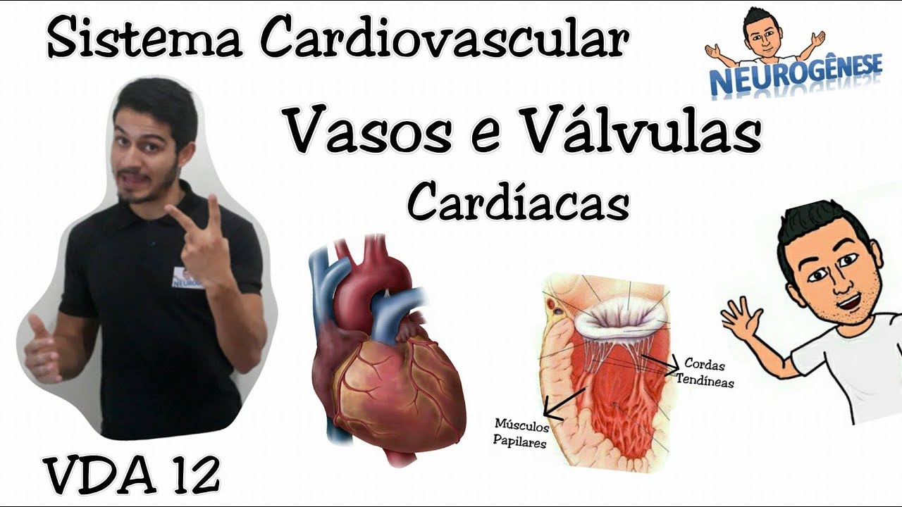 Vasos e Válvulas Cardíacas - Vídeo Aula 12