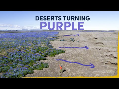 How 2 Spoons of Seeds Made an Entire Desert Flourish