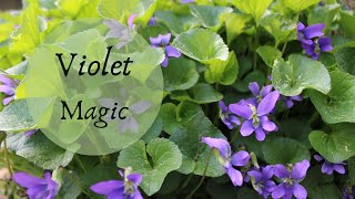 Download lagu The Magic of Violets mp3 Download lagu The Magic of Violets mp3