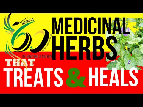 60 POWERFUL💪🏿 Medicinal Herbs Of Jamaica! How many can you recognize? #herbal
