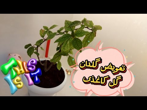 گلدان های آپارتمانی