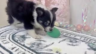 チワワ（ロング）の動画01