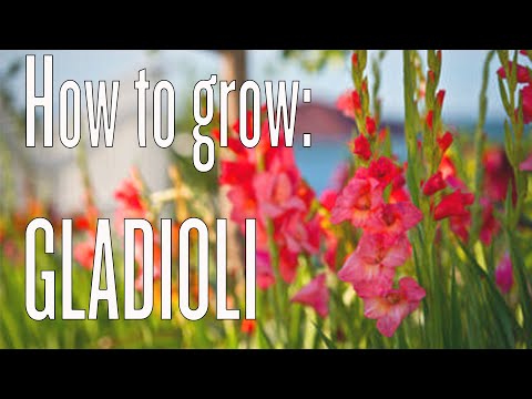 Growing Gladiolus