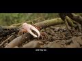 The Last Frontier Mangrove Week 2025 GodrejEnterprises