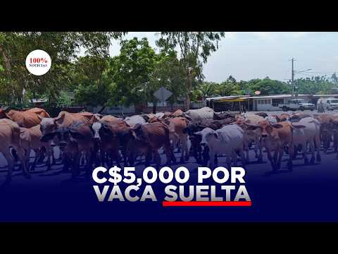 ¡Multa por vacas mal parqueadas en Nicaragua!