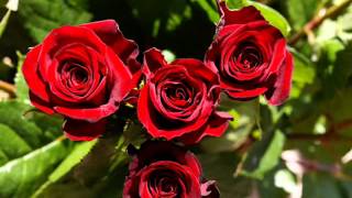 كلمات اغنية يا جمال الورد هدى سلطان