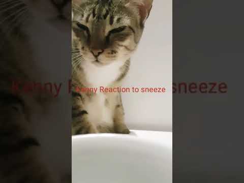 Cat reacting to sneeze. Funny!