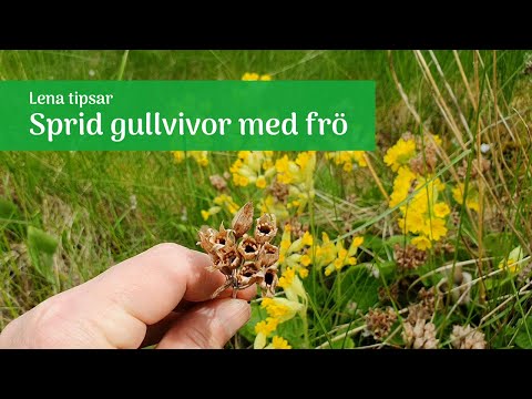 Sprid gullvivor med frö