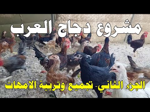 , title : 'مشروع تربية دجاج العرب (الجزء الثاني) تجميع وتربية الدجاج العرب الامهات'