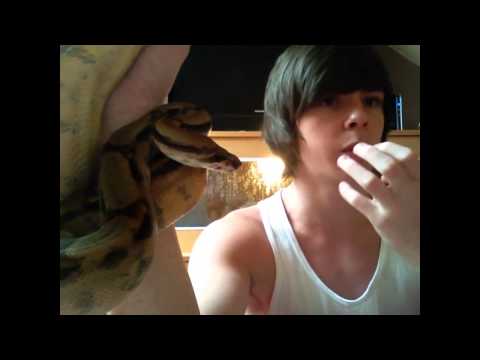 How to care for a Red Tail Boa constrictor- Episode 3 buying a new RedTail Boa