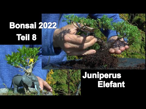 Bonsai 2022 Teil 8 Juniperus Topfpflanzen zum Bonsai. Die ersten Schritte und der Elefant