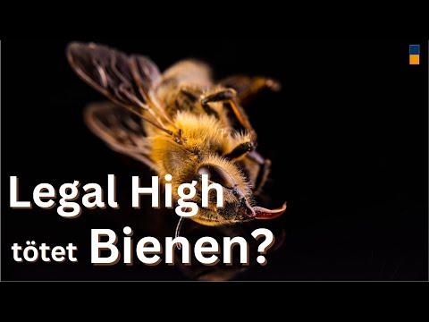 Legal High in Silberlinden tötet Bienen & Hummeln?