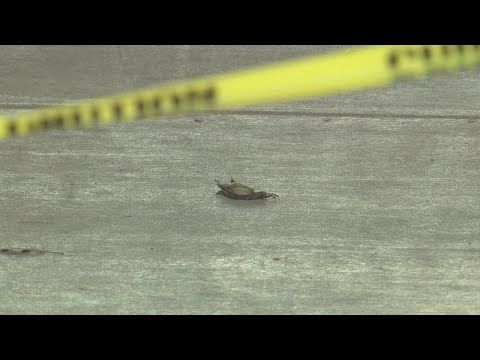 Hundreds of dead bats under Houston bridge are proof of winter storm's toll on wildlife